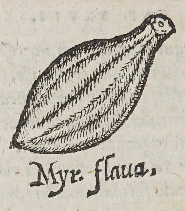 An illustration from Aromatum, et simplicium aliquot medicamentorum apud Indos Nascentium historia:, 1593, leaf 116
