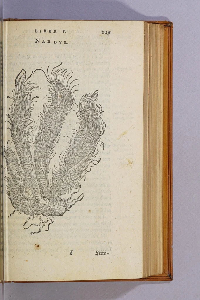 An illustration from Aromatum, et simplicium aliquot medicamentorum apud Indos Nascentium historia:, 1593, leaf 133