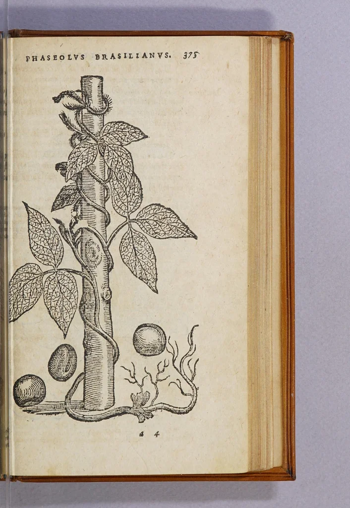 An illustration from Aromatum, et simplicium aliquot medicamentorum apud Indos Nascentium historia:, 1593, leaf 379