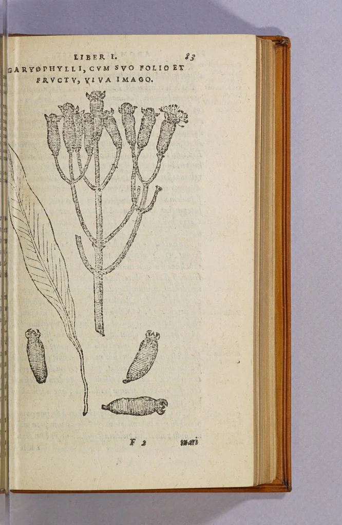 An illustration from Aromatum, et simplicium aliquot medicamentorum apud Indos Nascentium historia:, 1593, leaf 87