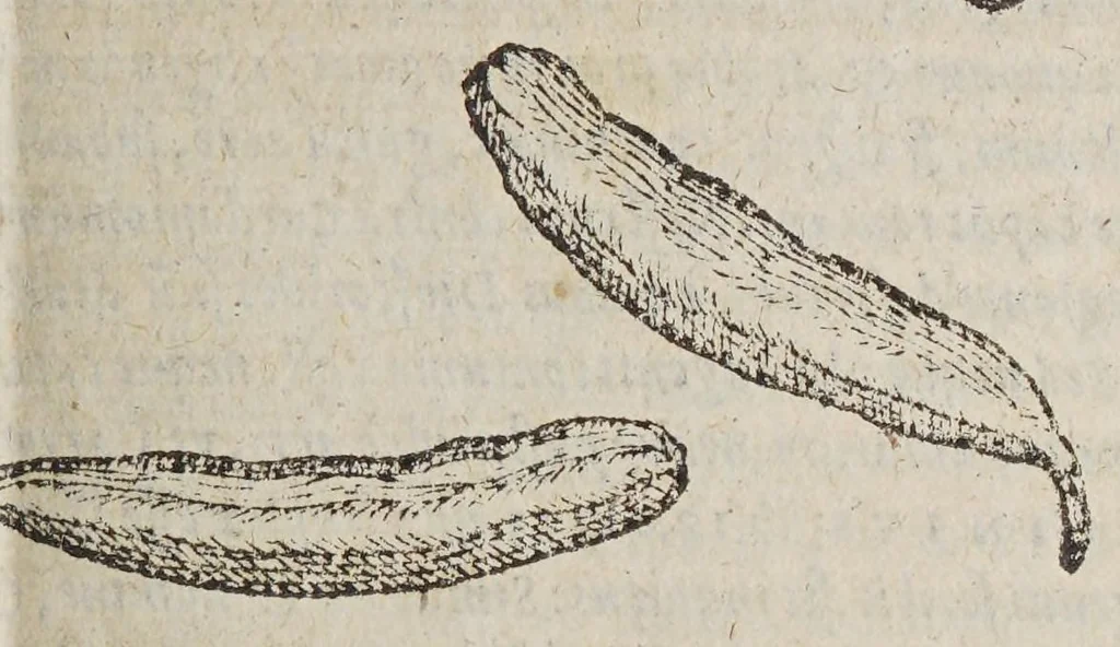 An illustration from Aromatum, et simplicium aliquot medicamentorum apud Indos Nascentium historia:, 1593, leaf 99