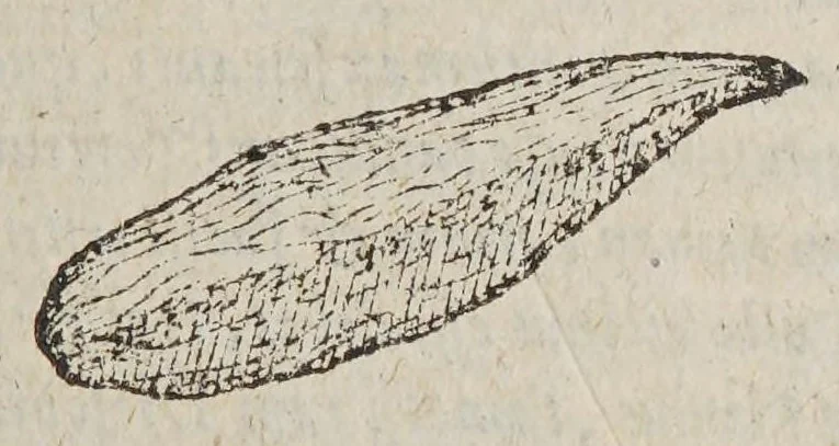 An illustration from Aromatum, et simplicium aliquot medicamentorum apud Indos Nascentium historia:, 1593, leaf 99