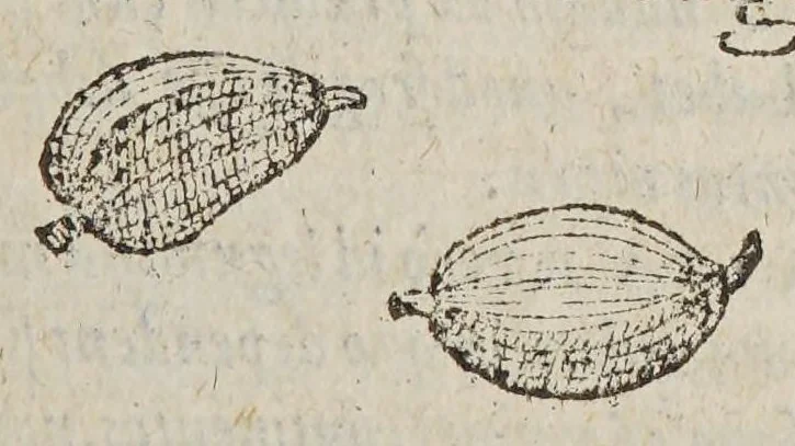 An illustration from Aromatum, et simplicium aliquot medicamentorum apud Indos Nascentium historia:, 1593, leaf 99