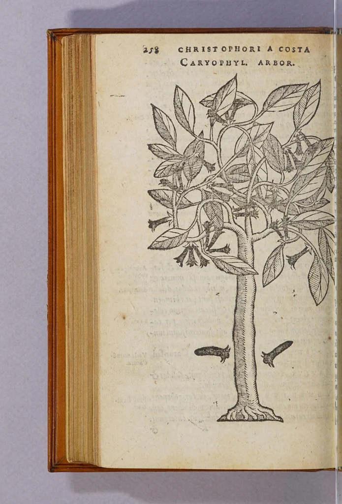 An illustration from Aromatum, et simplicium aliquot medicamentorum apud Indos Nascentium historia:, 1593, leaf 38