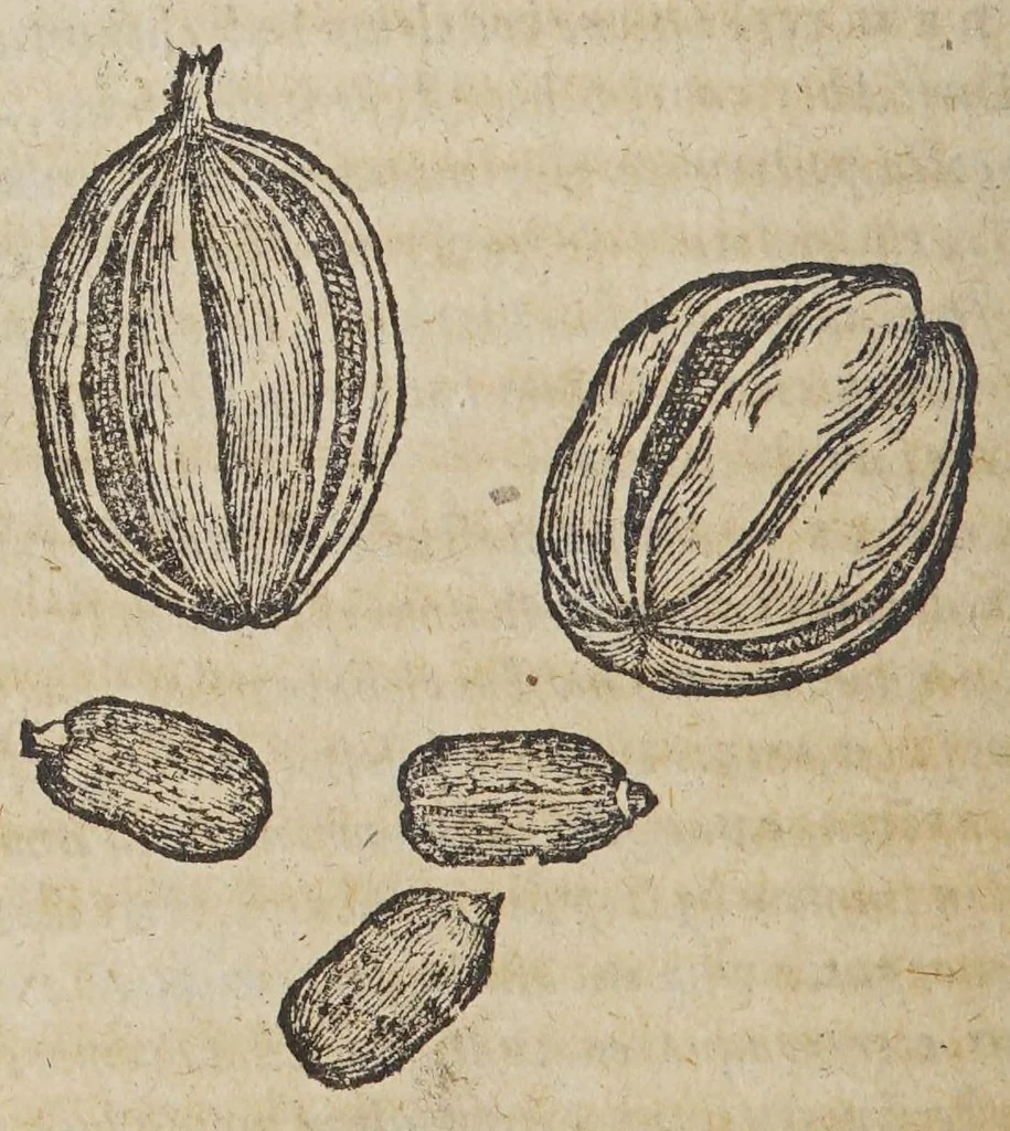 An illustration from Aromatum, et simplicium aliquot medicamentorum apud Indos Nascentium historia:, 1593, leaf 12