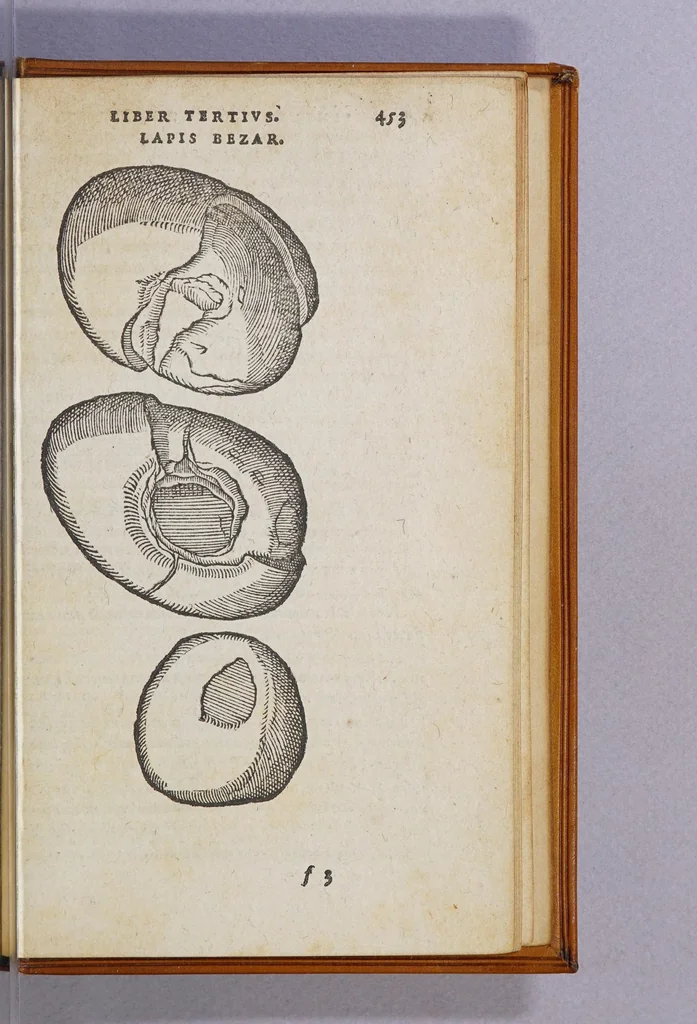An illustration from Aromatum, et simplicium aliquot medicamentorum apud Indos Nascentium historia:, 1593, leaf 145