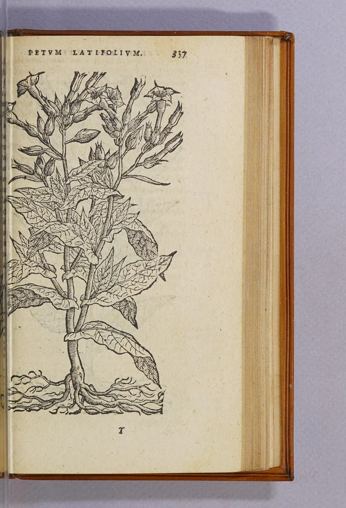 An illustration from Aromatum, et simplicium aliquot medicamentorum apud Indos Nascentium historia:, 1593, leaf 29