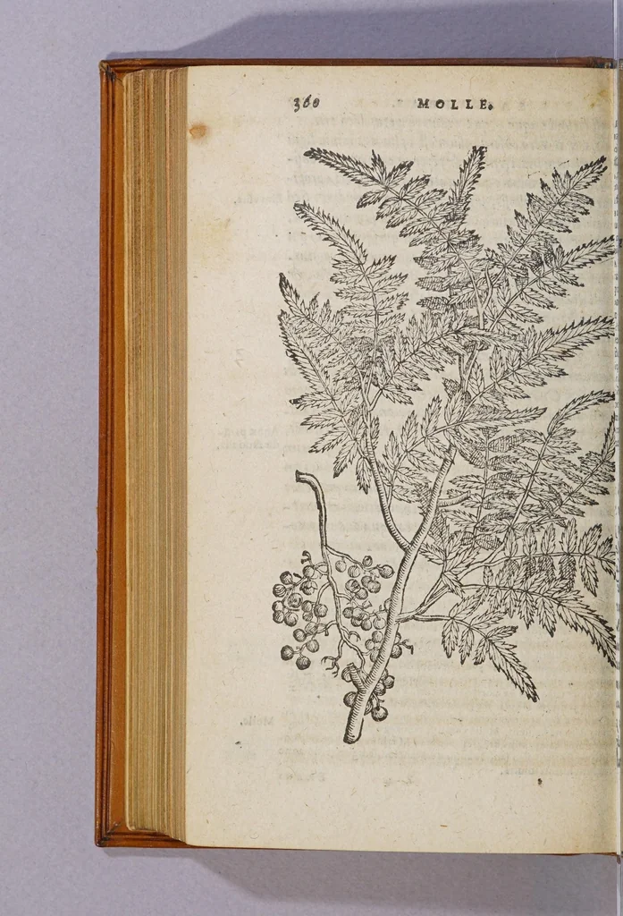 An illustration from Aromatum, et simplicium aliquot medicamentorum apud Indos Nascentium historia:, 1593, leaf 52