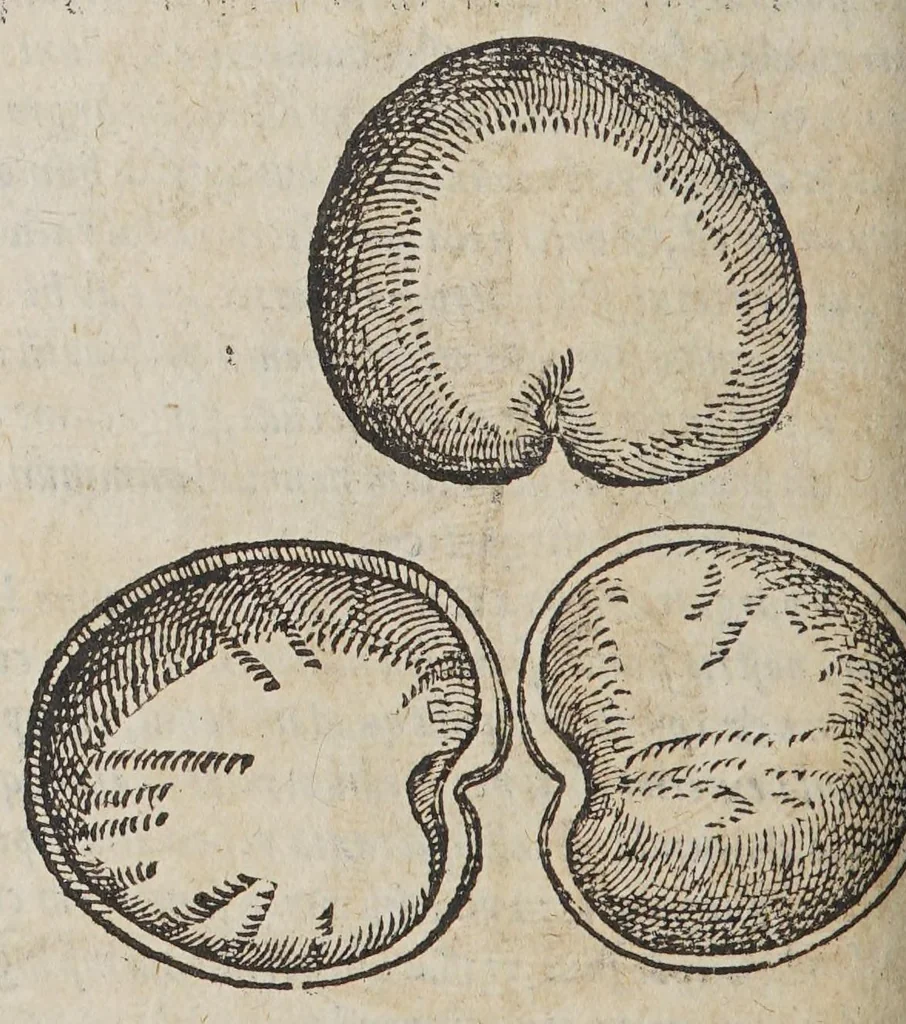 An illustration from Aromatum, et simplicium aliquot medicamentorum apud Indos Nascentium historia:, 1593, leaf 66