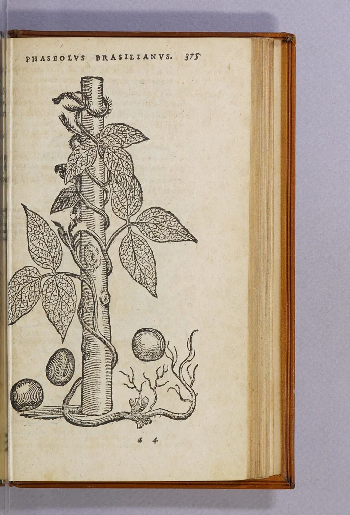 An illustration from Aromatum, et simplicium aliquot medicamentorum apud Indos Nascentium historia:, 1593, leaf 67