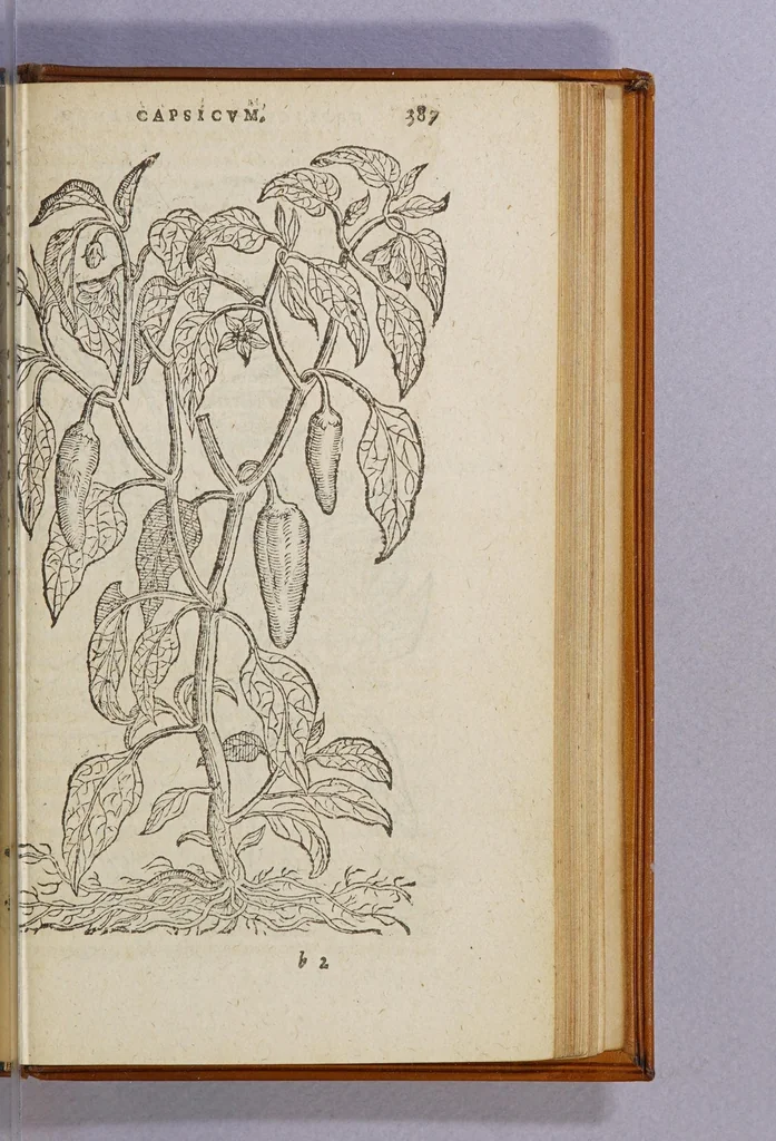 An illustration from Aromatum, et simplicium aliquot medicamentorum apud Indos Nascentium historia:, 1593, leaf 79