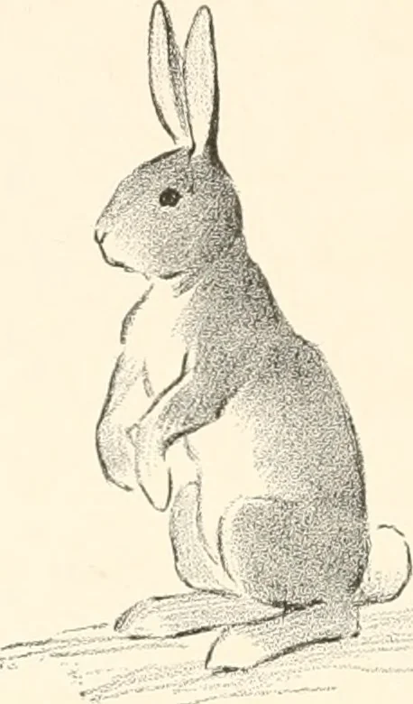 An illustration from Art catalogue : a catalogue of books and materials prepared for the promotion of art education in schools., 1911, leaf 11