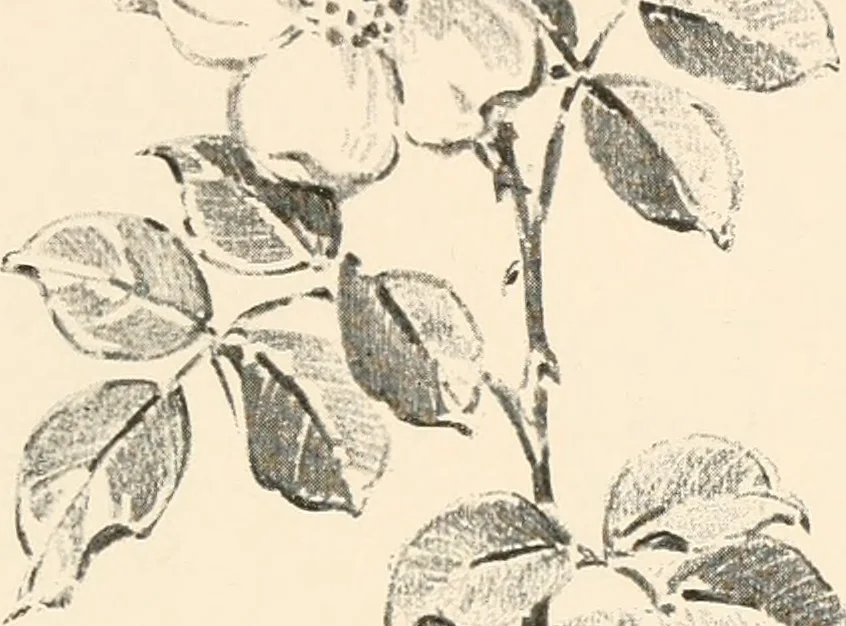 An illustration from Art catalogue : a catalogue of books and materials prepared for the promotion of art education in schools., 1911, leaf 22
