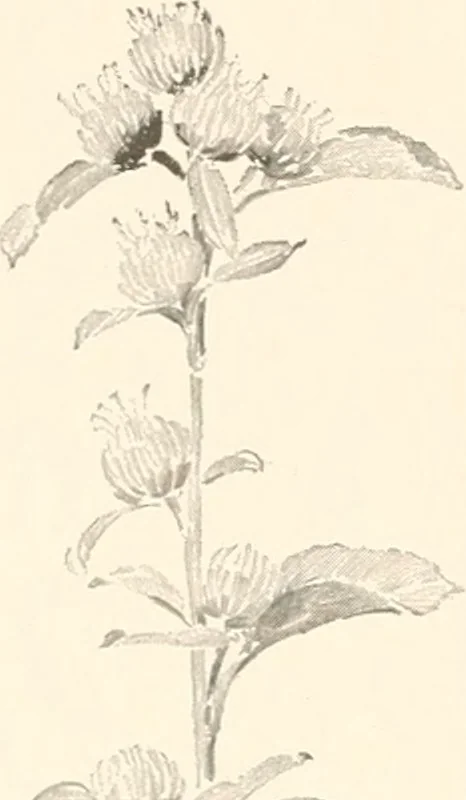 An illustration from Art catalogue : a catalogue of books and materials prepared for the promotion of art education in schools., 1911, leaf 9