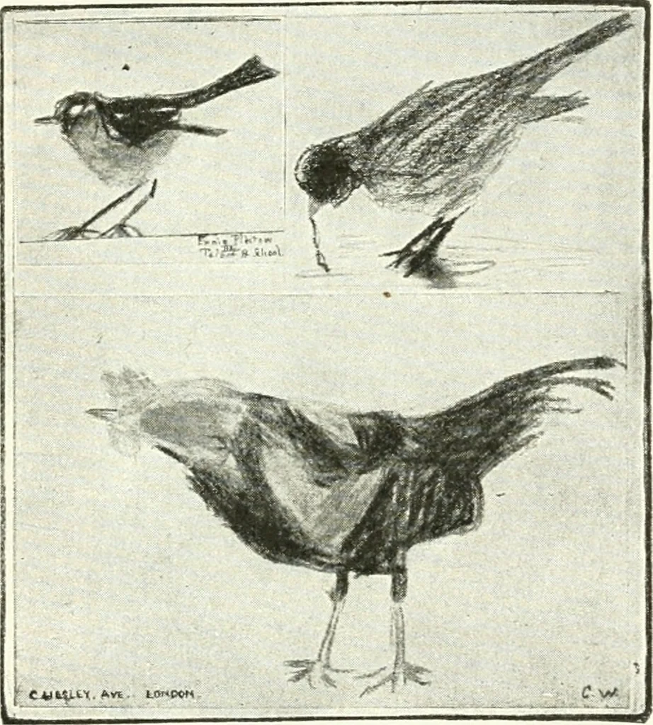 An illustration from Art, 1916, leaf 107