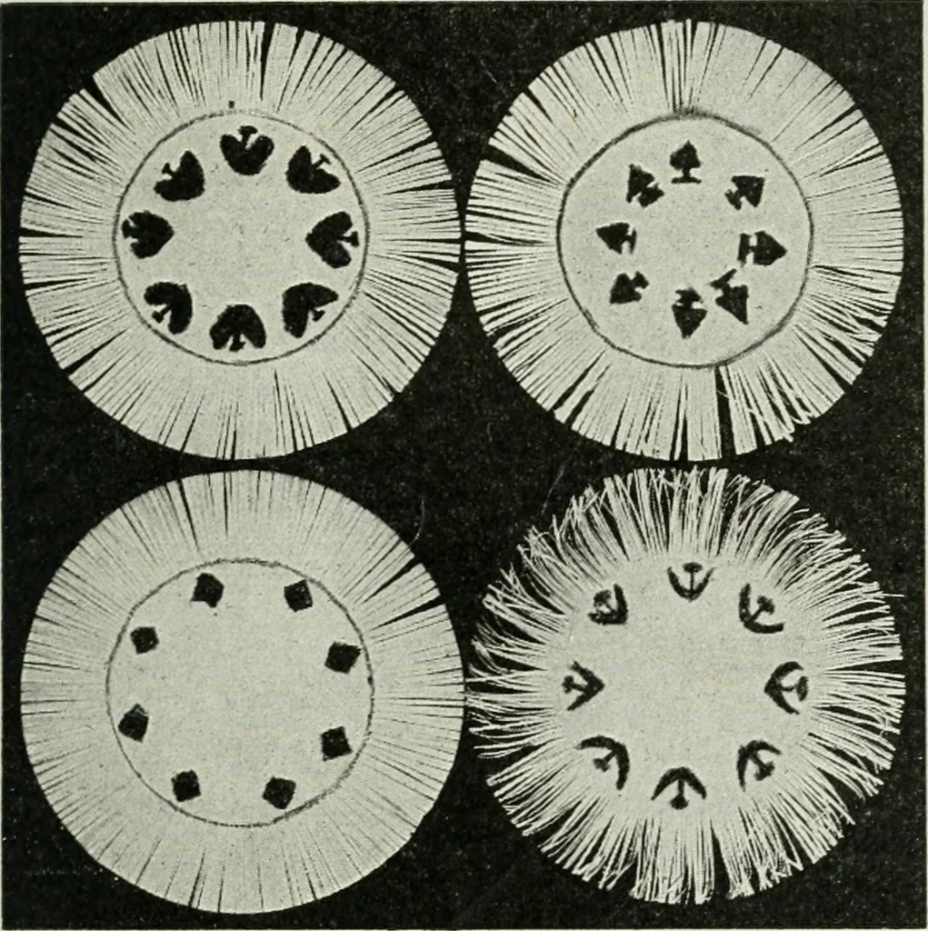 An illustration from Art, 1916, leaf 150