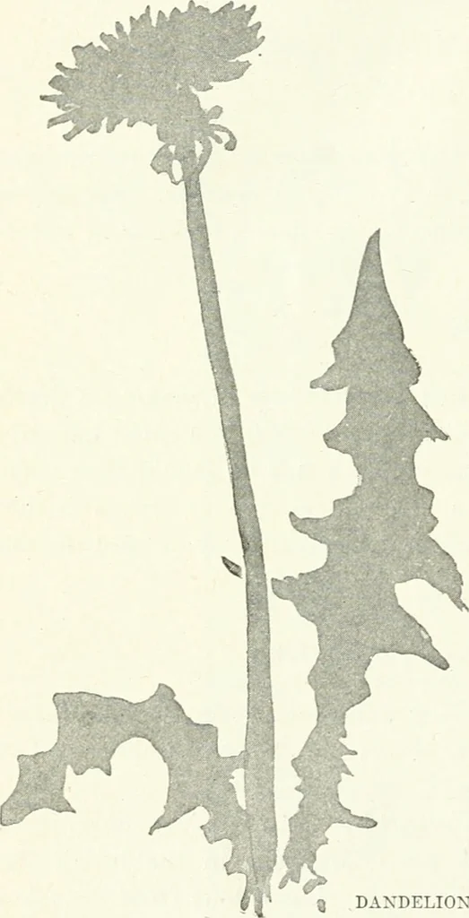 An illustration from Art, 1916, leaf 201