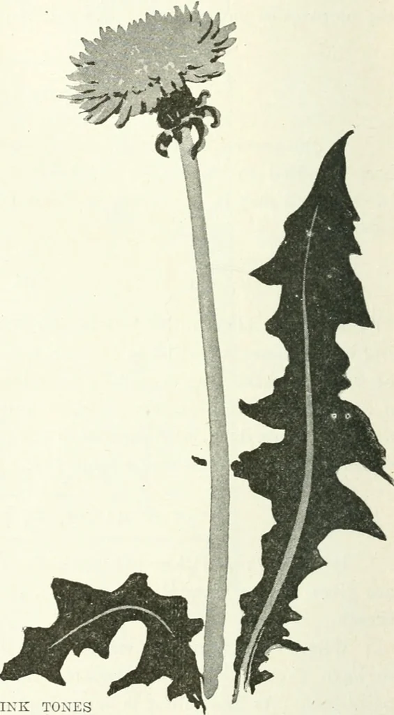 An illustration from Art, 1916, leaf 201