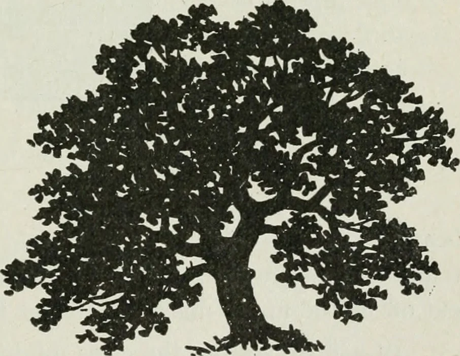 An illustration from Art, 1916, leaf 208