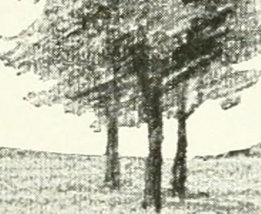 An illustration from Art, 1916, leaf 209