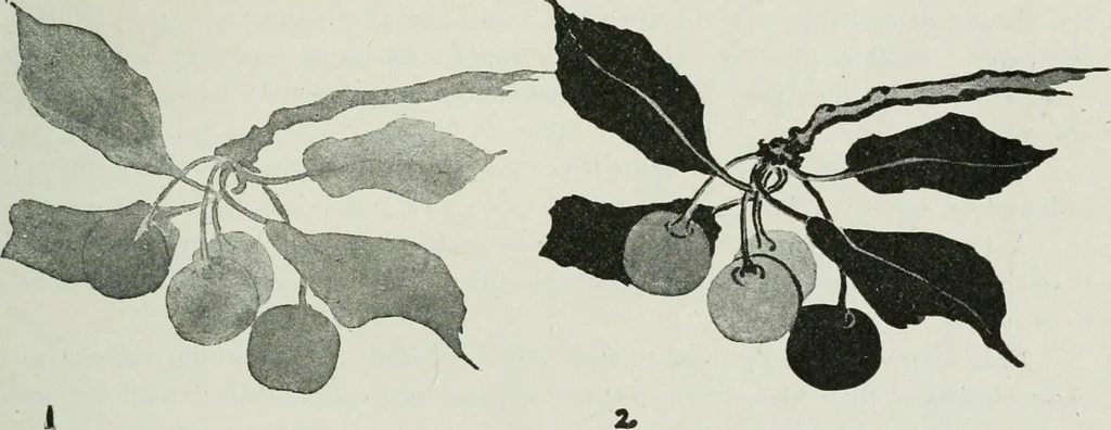 An illustration from Art, 1916, leaf 252