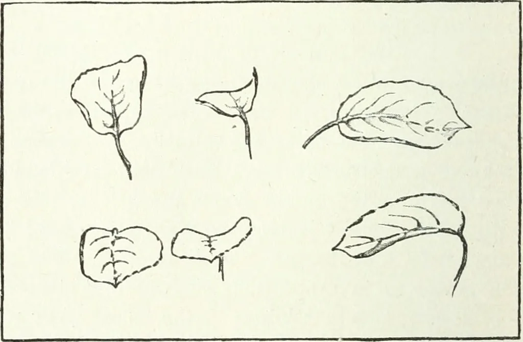 An illustration from Art, 1916, leaf 253