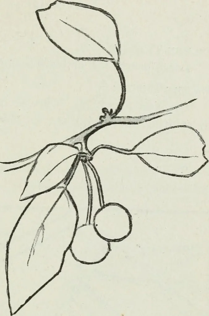 An illustration from Art, 1916, leaf 254