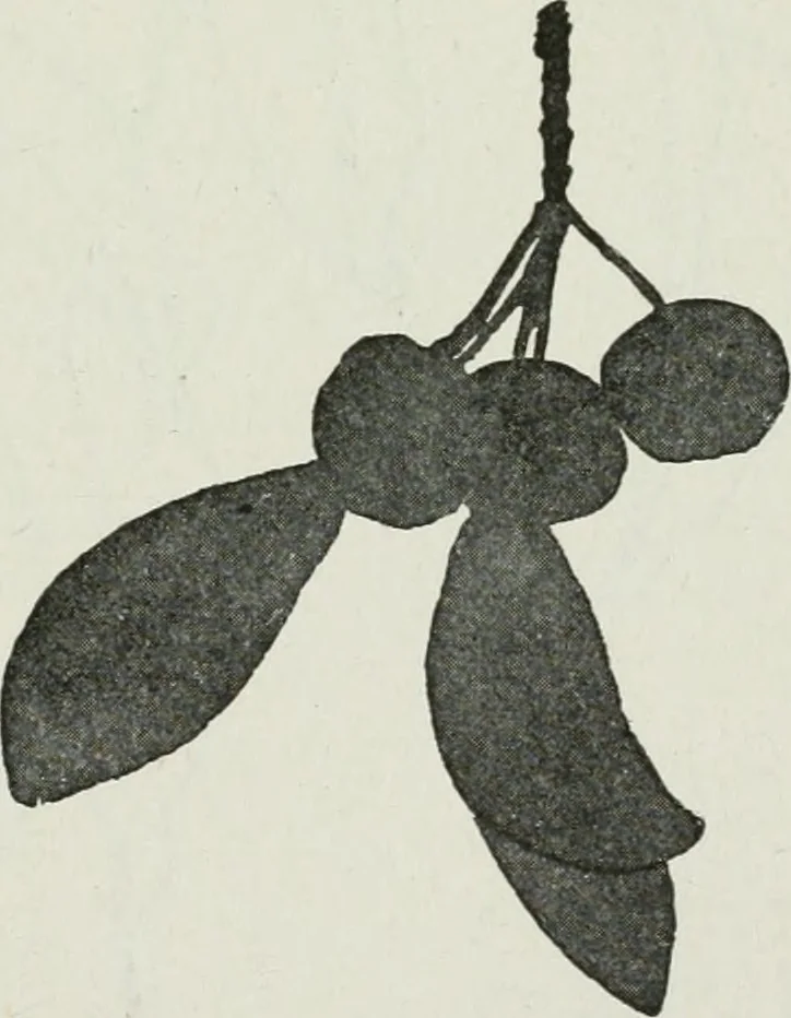An illustration from Art, 1916, leaf 254