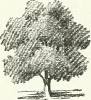 An illustration from Art, 1916, leaf 259