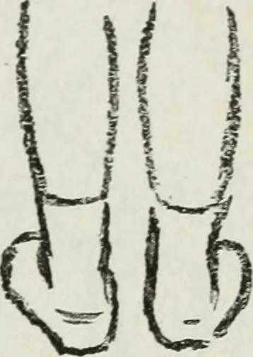 An illustration from Art, 1916, leaf 266