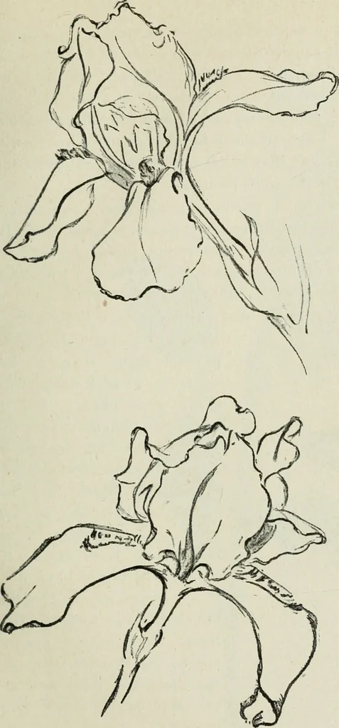 An illustration from Art, 1916, leaf 306