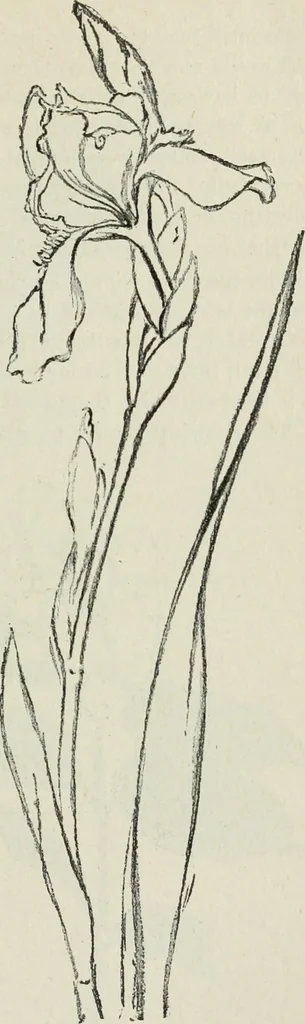 An illustration from Art, 1916, leaf 306