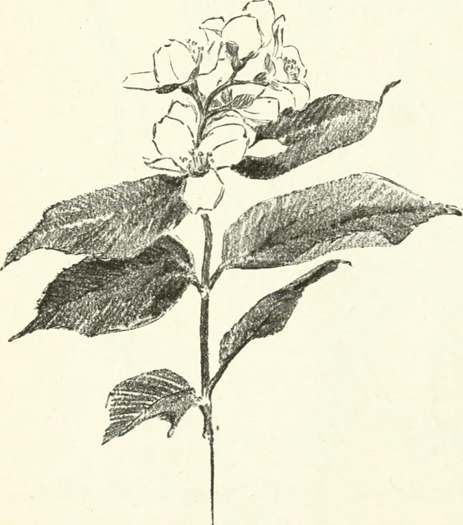 An illustration from Art, 1916, leaf 307