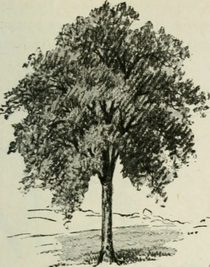 An illustration from Art, 1916, leaf 316