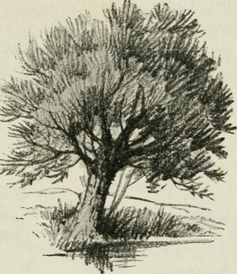 An illustration from Art, 1916, leaf 316