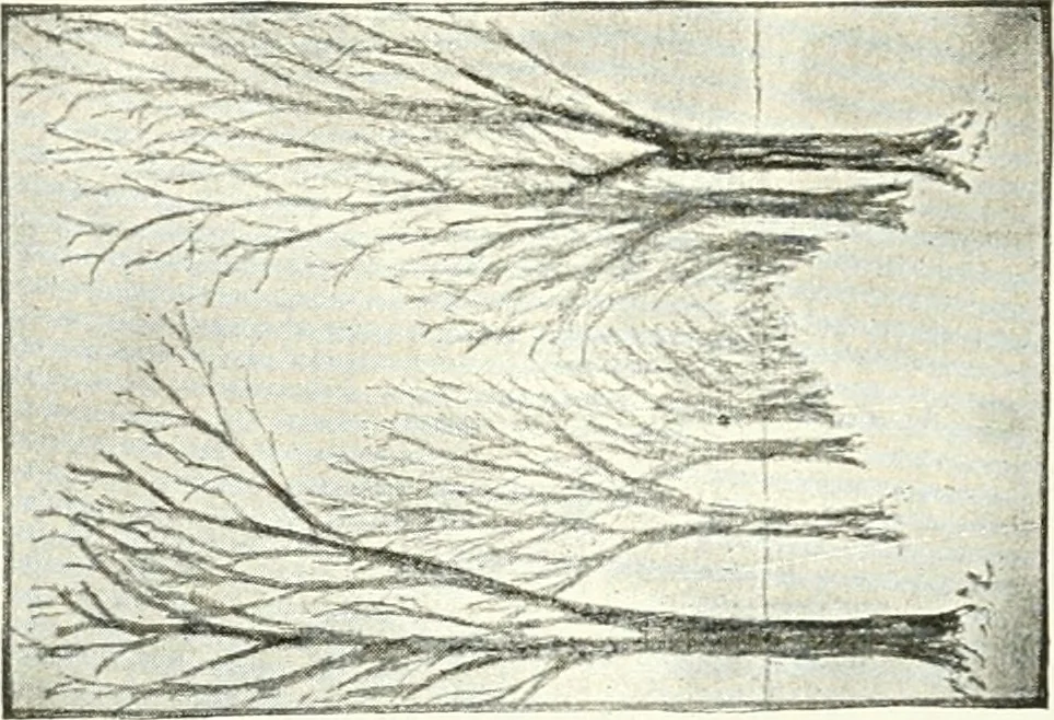 An illustration from Art, 1916, leaf 333