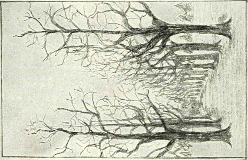 An illustration from Art, 1916, leaf 333