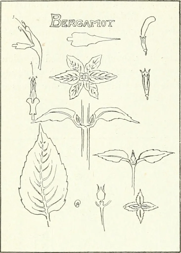An illustration from Art, 1916, leaf 363