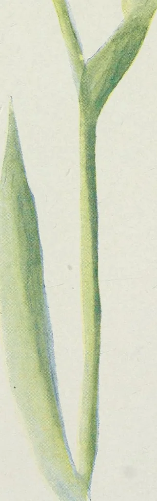 An illustration from Art, 1916, leaf 364