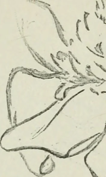 An illustration from Art, 1916, leaf 366