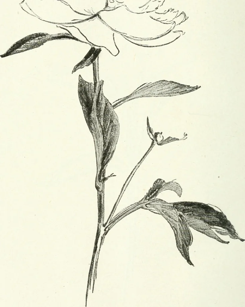 An illustration from Art, 1916, leaf 367