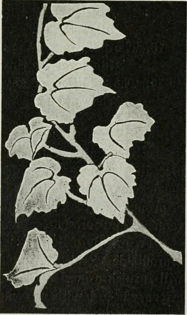 An illustration from Art, 1916, leaf 370