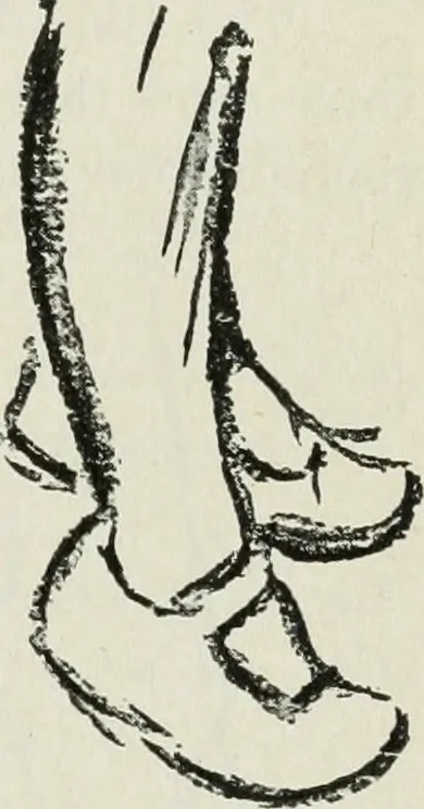 An illustration from Art, 1916, leaf 386