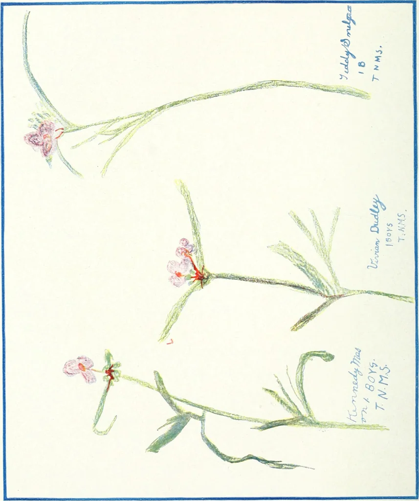 An illustration from Art, 1916, leaf 79