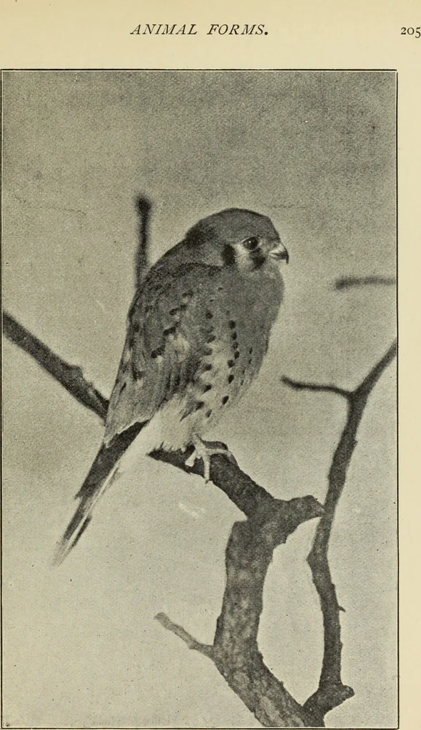 An illustration from Art crafts for amateurs, 1901, leaf 218