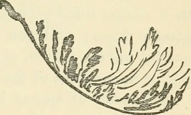 An illustration from Art culture: a hand-book of art technicalities and criticisms, 1873, leaf 110