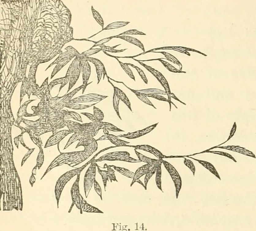 An illustration from Art culture: a hand-book of art technicalities and criticisms, 1873, leaf 315