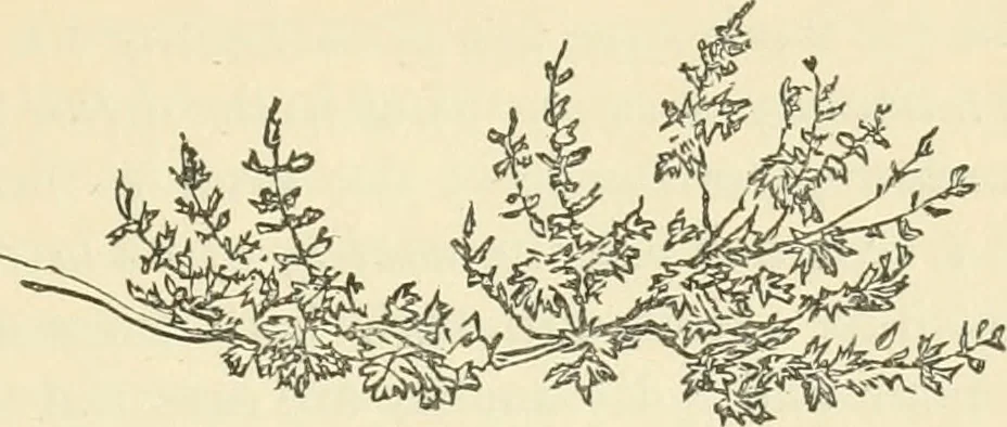 An illustration from Art culture: a hand-book of art technicalities and criticisms, 1873, leaf 316