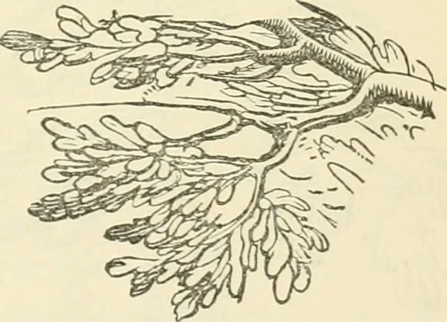 An illustration from Art culture: a hand-book of art technicalities and criticisms, 1873, leaf 322
