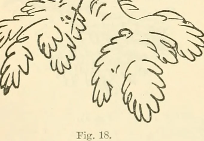 An illustration from Art culture: a hand-book of art technicalities and criticisms, 1873, leaf 323